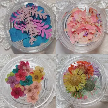 Natūralios džiovintos gėlės Nagų žavesys Japoniško stiliaus žvaigždėta ramunė Nagų dalys Kūrybinė sausa gėlė Nagų dailės dekoravimas manikiūrui
