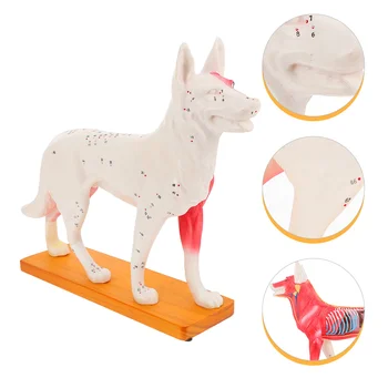 Šunų akupunktūros modelis Šunų mokymo priemonės PVC mokykla