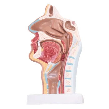 Žmogaus anatominės nosies ertmės gerklės anatomijos modelis gamtos mokslų klasės studijų ekrano mokymo modeliui