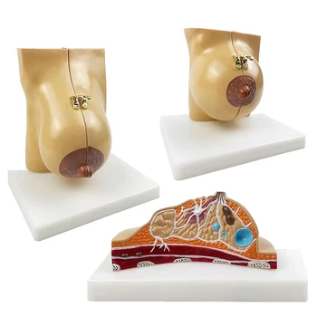 Žmogaus suaugusios moters žindančios krūtys Anatominės anatomijos modelis Patologija Grožio mokymas Mokymo priemonės Mokslas Medicinos tiekimas